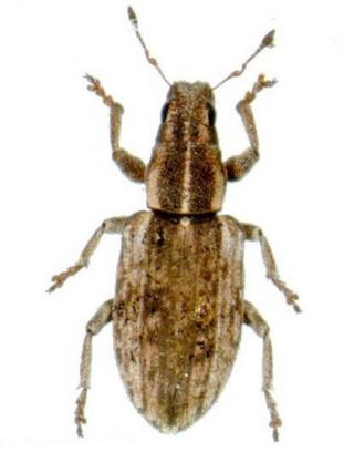Sitona weevil adult