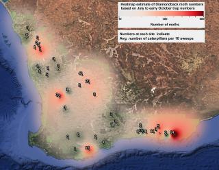 Heat map showing estimate of diamondback moth numbers (red shading) based on trap catches between July and early October 2020; numbers are average of DBM caterpillars caught per 10 sweeps from September to the present date (7 October 2020). Heat map showing estimate of diamondback moth numbers (red shading) based on trap catches between July and early October 2020; numbers are average of DBM caterpillars caught per 10 sweeps from September to the present date (7 October 2020).