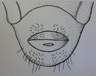 The horizontal opening on the tip of the abdomen of African black beetle larvae is a distinguishing feature that separates this species from other cockchafer larvae. Line drawing courtesy Clive Thornton, Univ Pretoria. The horizontal opening on the tip of the abdomen of African black beetle larvae is a distinguishing feature that separates this species from other cockchafer larvae. Line drawing courtesy Clive Thornton, Univ Pretoria.