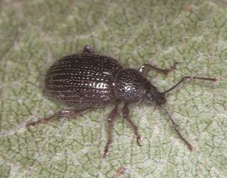 Apple weevil adult