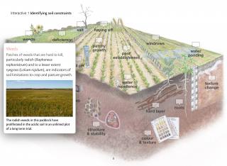 Infographic detailing a crop above the ground surface and soil below