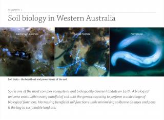 Example page from Soil Biology ebook illustrating soil biota