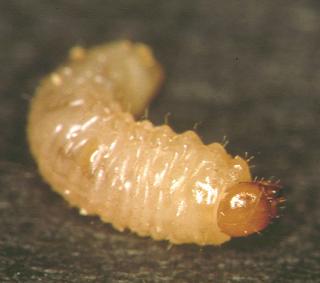 Brown-headed weevil larvae