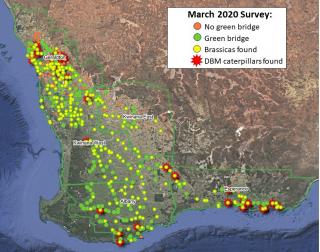 Map of survey conducted in March 2020 to determine extent of the green bridge, brassica population and Diamondback moth caterpillar distribution. Map of survey conducted in March 2020 to determine extent of the green bridge, brassica population and Diamondback moth caterpillar distribution.