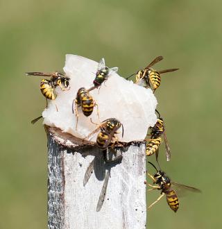 European wasp on fish European wasps are attracted to meat protein, pet food, and fish which is routinely used as a lure.