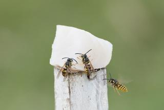 The European wasp is a scavenger, so if a wasp settles on pet food, fish or other meat products, report it immediately to the Pest and Disease Information Service on +61 (08) 9368 3080. European wasps on fish on tracing pole