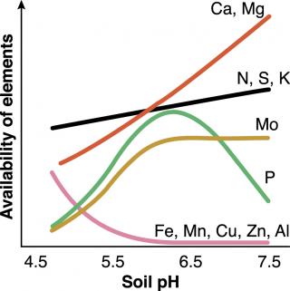 A representation of the relationship between soil pH and nutrient availability. In acidic soils, some nutrients may be insufficiently available for optimal plant growth and aluminium may become toxic. A representation of the relationship between soil pH and nutrient availability. In acidic soils, some nutrients may be insufficiently available for optimal plant growth and aluminium may become toxic.