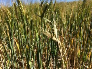 Figure 7. Fusarium crown rot expressed as whiteheads in barley heads (Photo courtesy: Daniel Hüberli, DPIRD). Figure 7. Fusarium crown rot expressed as whiteheads in barley heads (Photo courtesy: Daniel Hüberli, DPIRD).