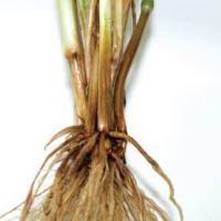 Figure 8. Typical honey-brown discolouration of stem bases caused by crown rot.