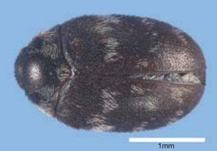 Carpet beetle, approx 2.5 mm di lunghezza