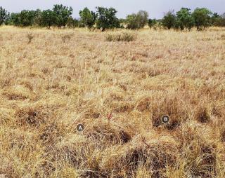 Mitchell grass upland pasture tussock density is optimal for the site Photograph of Mitchell grass upland pasture good condition