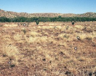 Mitchell grass upland pasture in poor condition with many undesirable species Photograph of Mitchell grass upland pasture in poor condition
