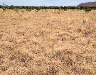 This is a very lightly grazed ribbon grass alluvial plain pasture in good condition Photograph of ribbon grass alluvial plain pasture in good condition