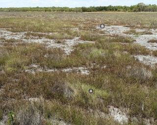 Bare patches and poor vigour indicate lower carryig capacity Photograph of saltwater couch pasture in fair condition