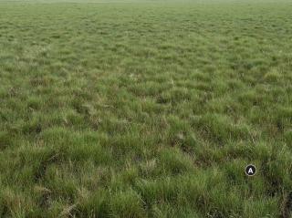 An unusual pasture in that no other species are obvious Photograph of saltwater couch pasture in good condition