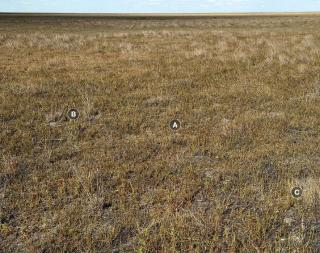 The site is doimnated by annuals of low pastoral value Photograph of saltwater couch pasture in poor condition