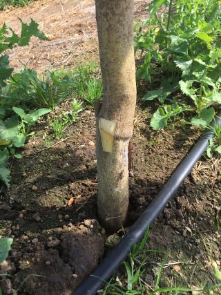 Eureka seedless lemon on C35 citrange showing incompatibility line April 2018
