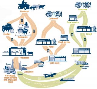 sheep meat supply infographic
