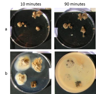 Slaking- breakdown (a) of aggregates into micro-aggregates and (b) dispersion = separation of clay from aggregates after being immersed for 10 and 90 minutes. Note the dispersed clay has a distinctive milky appearance.