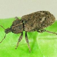 An adult vegetable weevil.