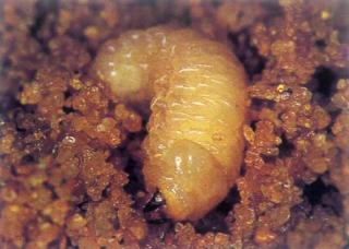 White headed weevil larva