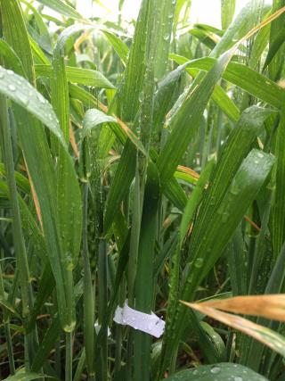 Tagged wheat head