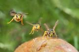 European wasp flying