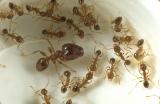 Coastal brown ants image