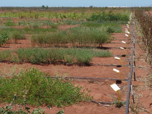 Legume nursery under irrigation in November 2015
