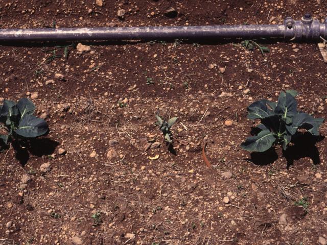Two normal cauliflower seedlings and one which has not survived attack by root-feeding White-fringed weevil grub