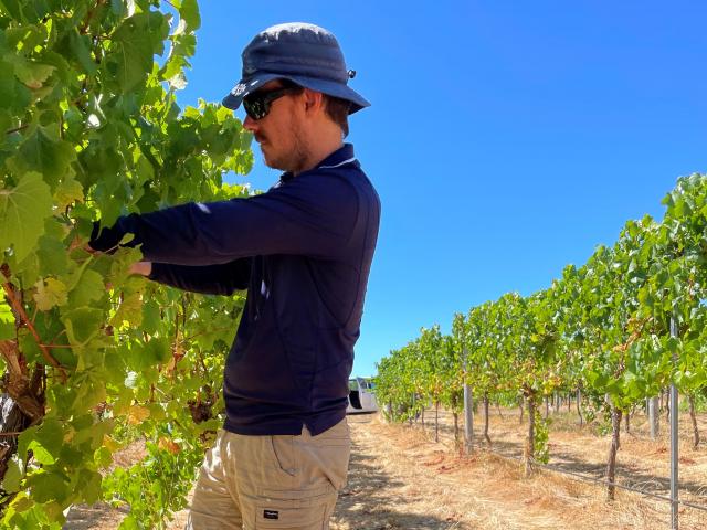 Richard Fennessy picking Chardonnay at a Margaret River vineyard