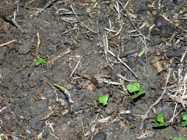Dark brown slug on crop residue