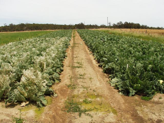 Cauliflower crop with leave badly damaged by feeding cabbage white butterfly grubs