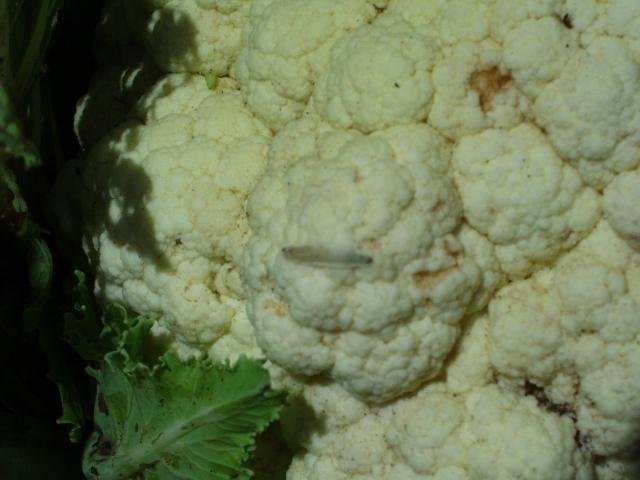 Cauliflower curd damaged by feeding diamondback moth grub is not suitable for sale
