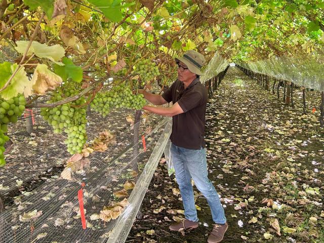 DPIRD Research Scientist Truyen Vo collecting harvest data at a table grape vineyard trial site.