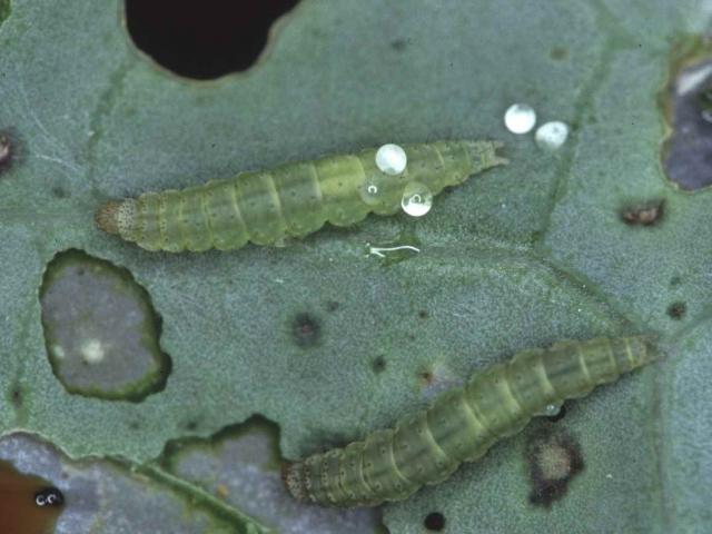 Pale green Diamondback moth grubs feeding on brassica leaf