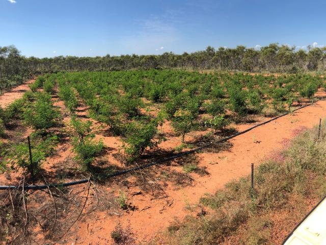 Growth of leucaena trial site Broome several months after first cut in April 2019