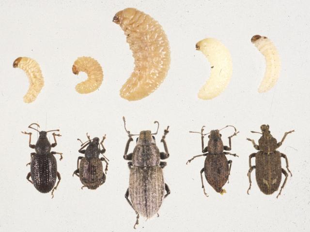Adult and grub stages of Apple weevil, Garden weevil, White-fringed weevil, Fuller’s rose weevil and Vegetable weevil showing large size of White-fringed weevil compared to small size of Garden weevil. Apple weevil, White-fringed weevil and Vegetable weev