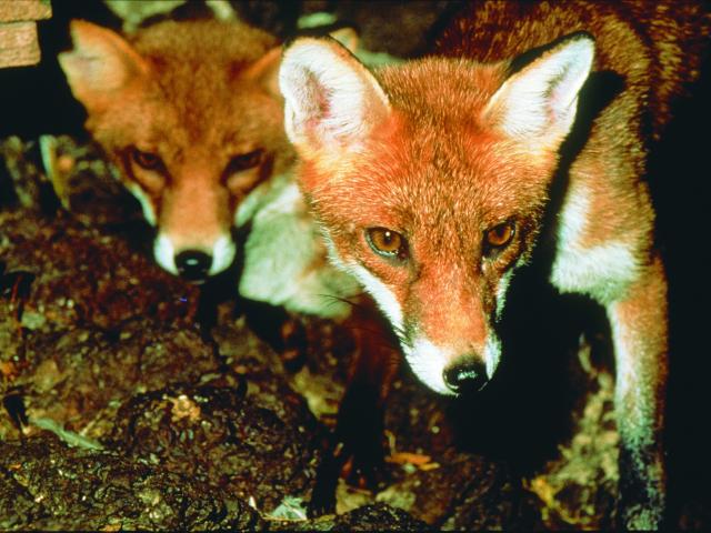 Declared Pest Rates provide an opportunity to develop better control programs for declared pests such as foxes.
