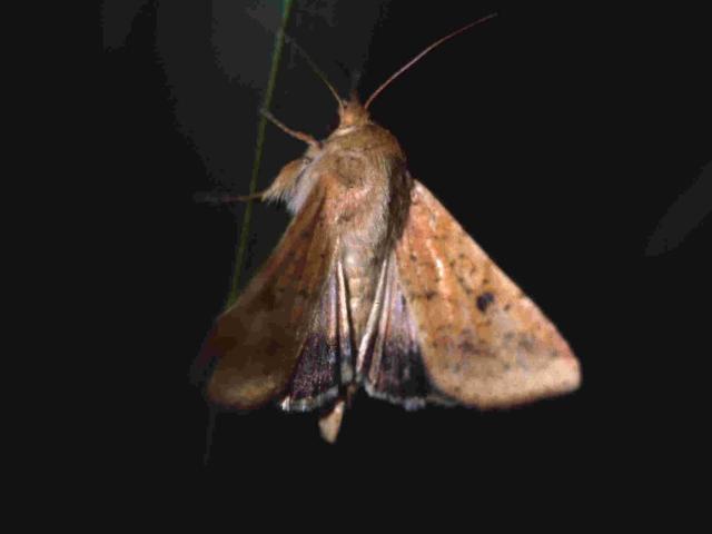 Stout, buff-coloured heliothis moth