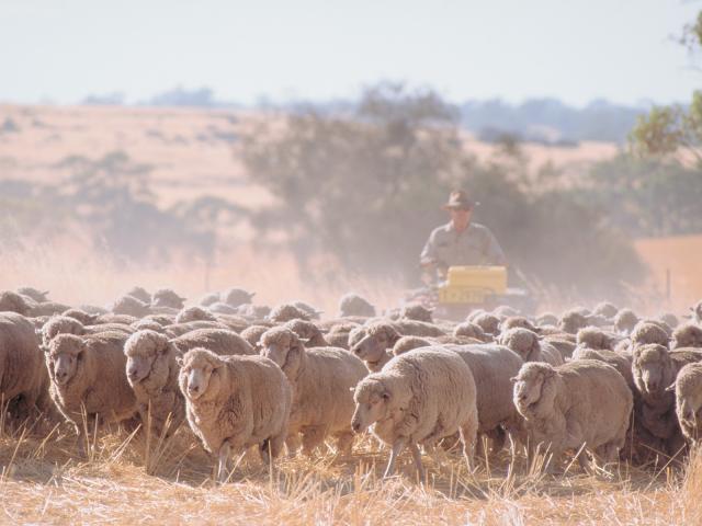 Sheep being mustered by a farmer on a quad bike