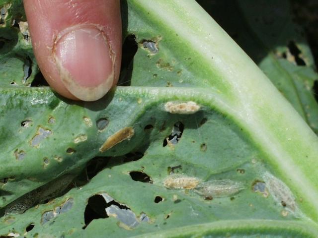 Diamondback moth grub infected with fungus Zoophthora radicans disintegrating on the leaf