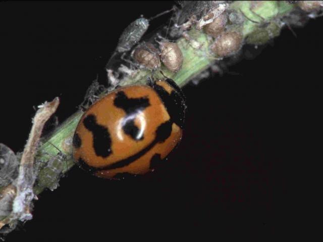 Orange and black adult predator ladybird