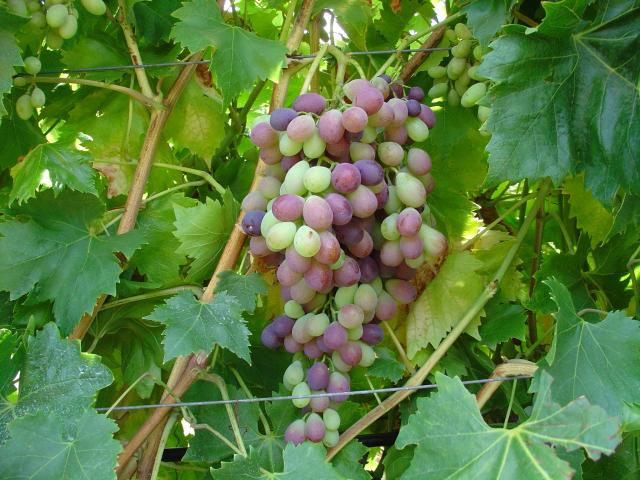 Bunch of grapes seven days post veraison
