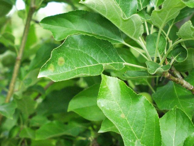 Apple leaves showing the small pale green spots of early apple scab infection