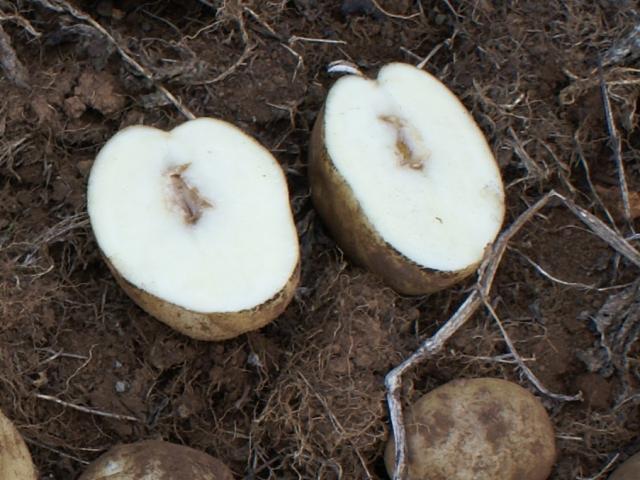 Cut tubers of potato variety Atlantic showing the typical lens or star shaped cavity of hollow heart