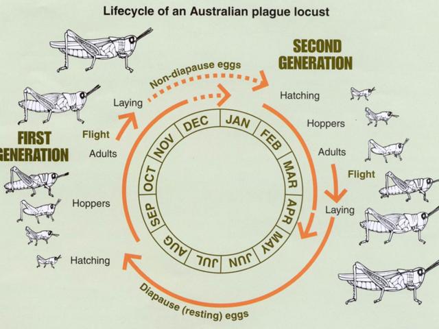 Diagram of the lifecycle of the Australian plague locust.