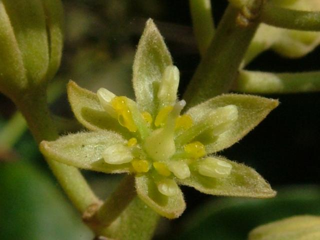 Cerca de la flor de aguacate que muestra los estambres acostados contra los sépalos dejando el estigma expuesto