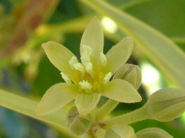 Cerca de la flor de aguacate que muestra los estambres de pie, rodeando el estigma en dos remolinos, también observa las aberturas en las anteras.