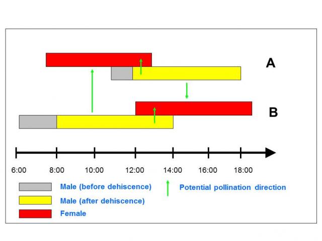 Avocado flower opening sequence under ideal temperatures the top two bars represent type A flowering, the bottom two bars represent type B flowering, in both cases, the top bar represents the female stage and the bottom bar the male stage, the green arrows indicated potential pollen flow, note the ample periods